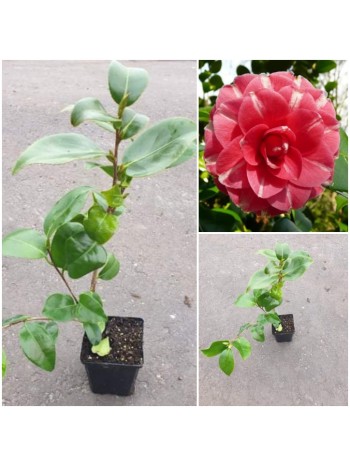 Камелия Camellia Rubens